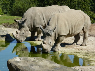 Rhinocéros Zoo - obrazy, fototapety, plakaty
