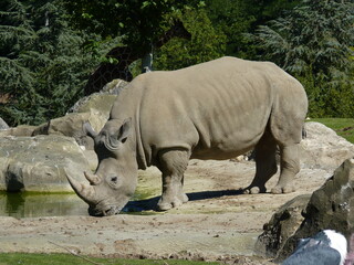 Rhinocéros Zoo - obrazy, fototapety, plakaty