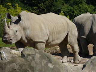 Fototapeta premium Rhinocéros Zoo
