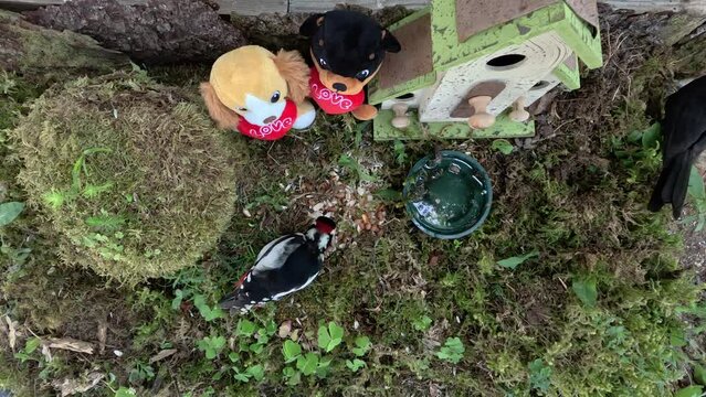 Two plush toys a lion and a dog sitting by a miniature house and bird feeder on a mossy surface in Estonia