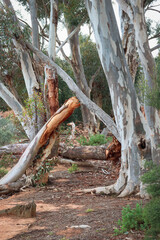 eucalyptus trees in australian bushland landscape on the banks of the werribee river