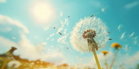  A close-up of a dandelion blowing in the wind, spreading seeds of hope.  © kimly