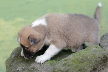 A cute puppy is playing on a rock covered with moss. Mammals that are commonly used as human pets have the scientific name Canis lupus familiaris.