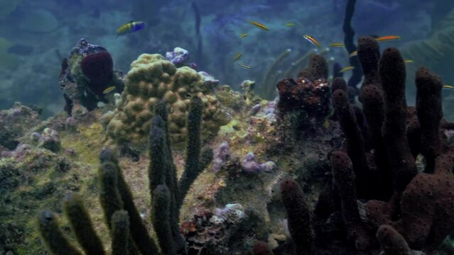Underwater view of marine life on the reef