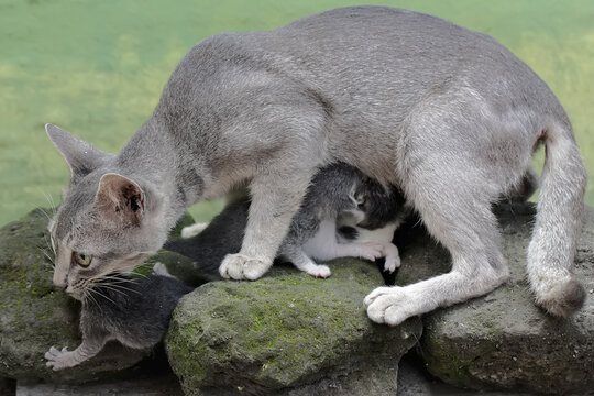 A mother cat is evacuating her newborn babies to a safer place. This mammal, which is often used as a pet, has the scientific name Felis catus.