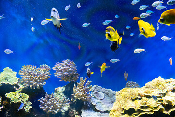 Fototapeta na wymiar Tropical fish with corals