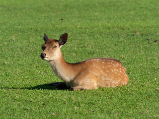 芝生の上で休む奈良公園の鹿
