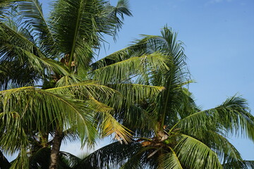 Obraz premium coconut palm trees