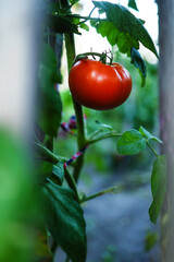 red tomato in the garden