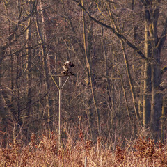 A pair of buzzards mate on a perch by the forest. Two birds of prey mate under sunshine