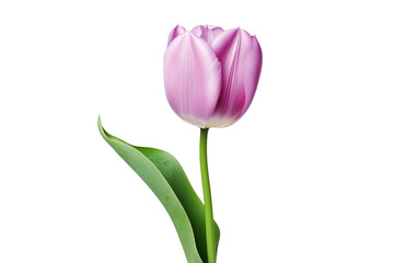 A Delicate Pink Tulip Dancing Amongst Fresh Green Leaves. On a White or Clear Surface PNG Transparent Background.