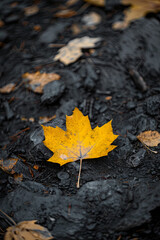 A single yellow leaf during the autumn season