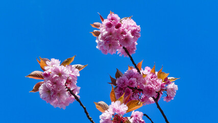pink flowers against sky