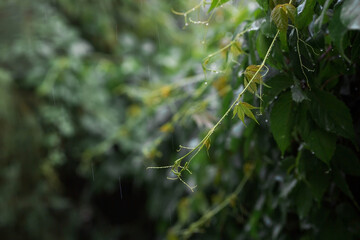 Natural freshness. The texture of a plant with raindrops. Natural green background. Summer rain.