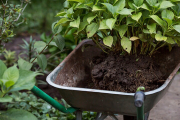 Transplanting plants in the spring at the summer cottage. An agricultural wheelbarrow and a...