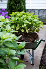 Transplanting plants in the spring at the summer cottage. An agricultural wheelbarrow and a hydrangea flower. Plant care.