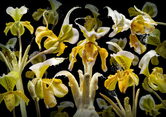 Orchidea Asparagus