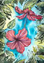Hand painted watercolor hibiscus. Watercolor hibiscus painting. Red hibiscuses surrounded by leaves on the blue background.