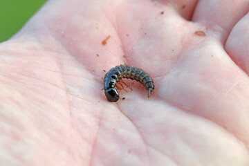 Larva of a predatory beetle of the rove beetles family (Staphylinidae) on the hand.