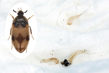 Attagenus bifasciatus, Carpet beetle. Beetles and larvae feed on food products and waste. Beetle...