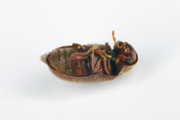 Biscuit, drugstore or bread beetle (Stegobium paniceum), dead adult stored product pest lying on back.