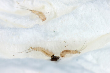Attagenus bifasciatus, Carpet beetle. Beetles and larvae feed on food products and waste. Young larvae.