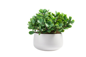 Emerald Oasis: Vibrant Small Potted Plant Displaying Luscious Green Leaves. On a White or Clear Surface PNG Transparent Background.
