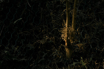 Enigmatic Wilderness.  A mysterious forest scene with intricate textures and dappled light, evoking...