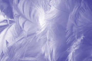 Beautiful  purple white feather pattern texture background , pastel color style
