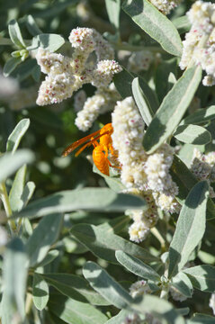 Close up of wasp on aerva javanica flower, nature animal plant leaf