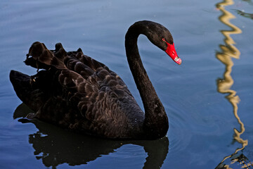 Cygne noir