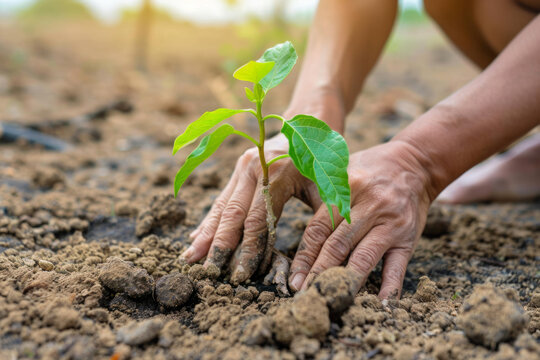 Hands nurturing a tree growing on parched earth