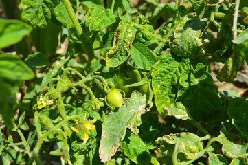 close up of a plant. green tomatoes in the garden, new seasonal vegetable