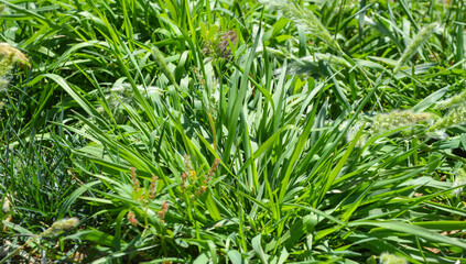 close up green grass background, nature plant leaf
