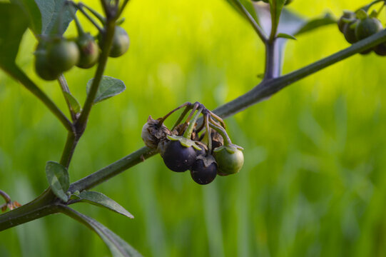 Black nightshade close up of solanum nigrum, fruit plant makoy berry in garden