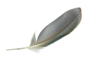 Beautiful macaw parrot feather bird isolated on white background © nadtytok28