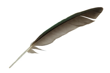 Beautiful macaw parrot feather bird isolated on white background with clipping path