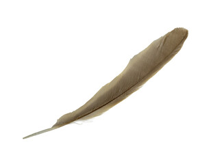 Beautiful eagle feather isolated on white background with clipping path