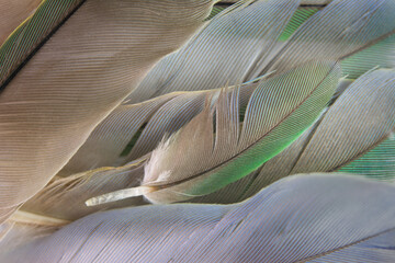 Beautiful heap group parrot lovebird feather pattern texture background