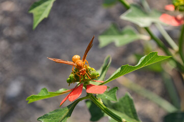 close up red and yellow plant leaves wild wasp on a flower