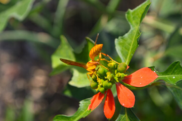 Close up of yellow wild wasp on a flower, nature wildlife animal