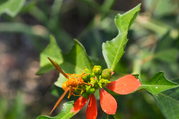 Close up of yellow wild wasp on a flower, nature wildlife animal outdoors