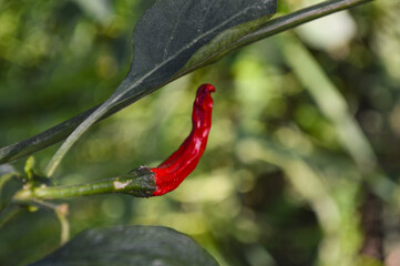 red chili peppers plant close up nature, organic vegetable in garden