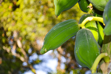 close up of a raw papayas fruit with natural bokeh