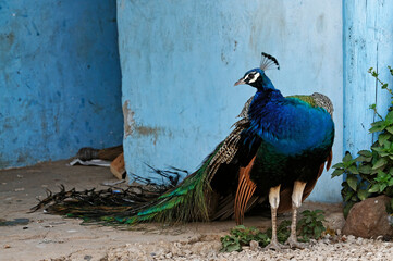 Le paon bleu