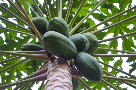papaya fruit tree in the garden, natural organic farming food photo