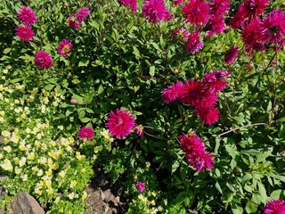 pink flowers in the garden