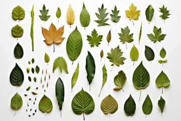 A collection of 41 highresolution images of various tree leaves including maple oak birch and aspen isolated on a white background