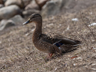 A Gadwall duck drake flapping its wings, revealing its colorful wing feathers in a calm tranquil lake.