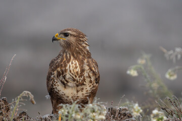 Beautiful frontal portrait of a Buzzard looking laterally with parts of the plumage molting...